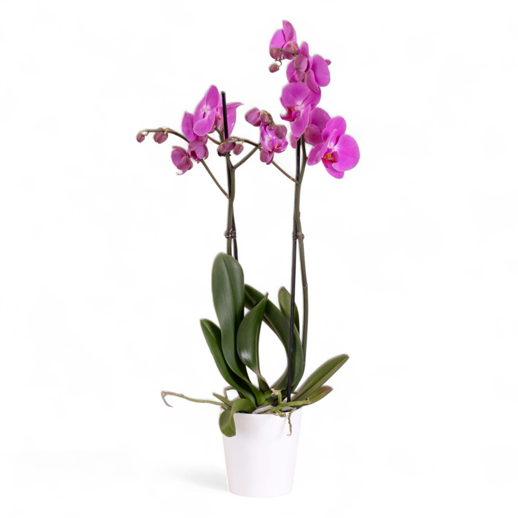 (BISA COD) TERMURAH Bunga Hias Anggrek Bulan JUMBO PASCA BUNGA Tanaman Hias Anggrek Bulan Tanaman Hi