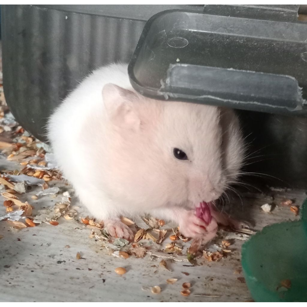 Anakan hamster syirian