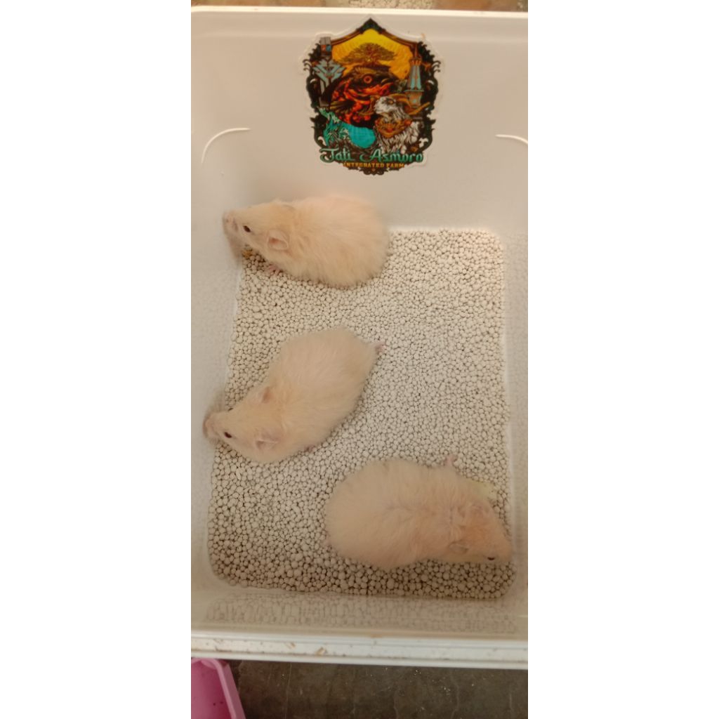 hamster Syiria long hair Dewasa