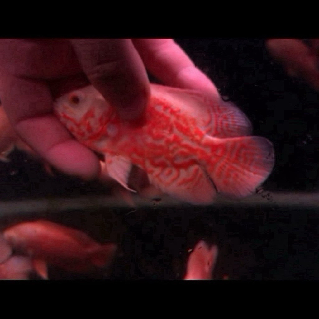 Oscar Tiger Albino Good marking import 10-12cm grade A high body