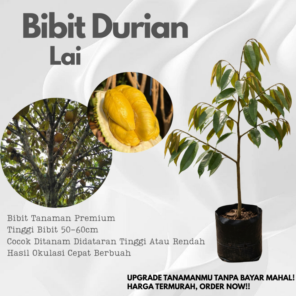 Durian Lai Bibit Premium Hasil Okulasi Cepat Berbuah