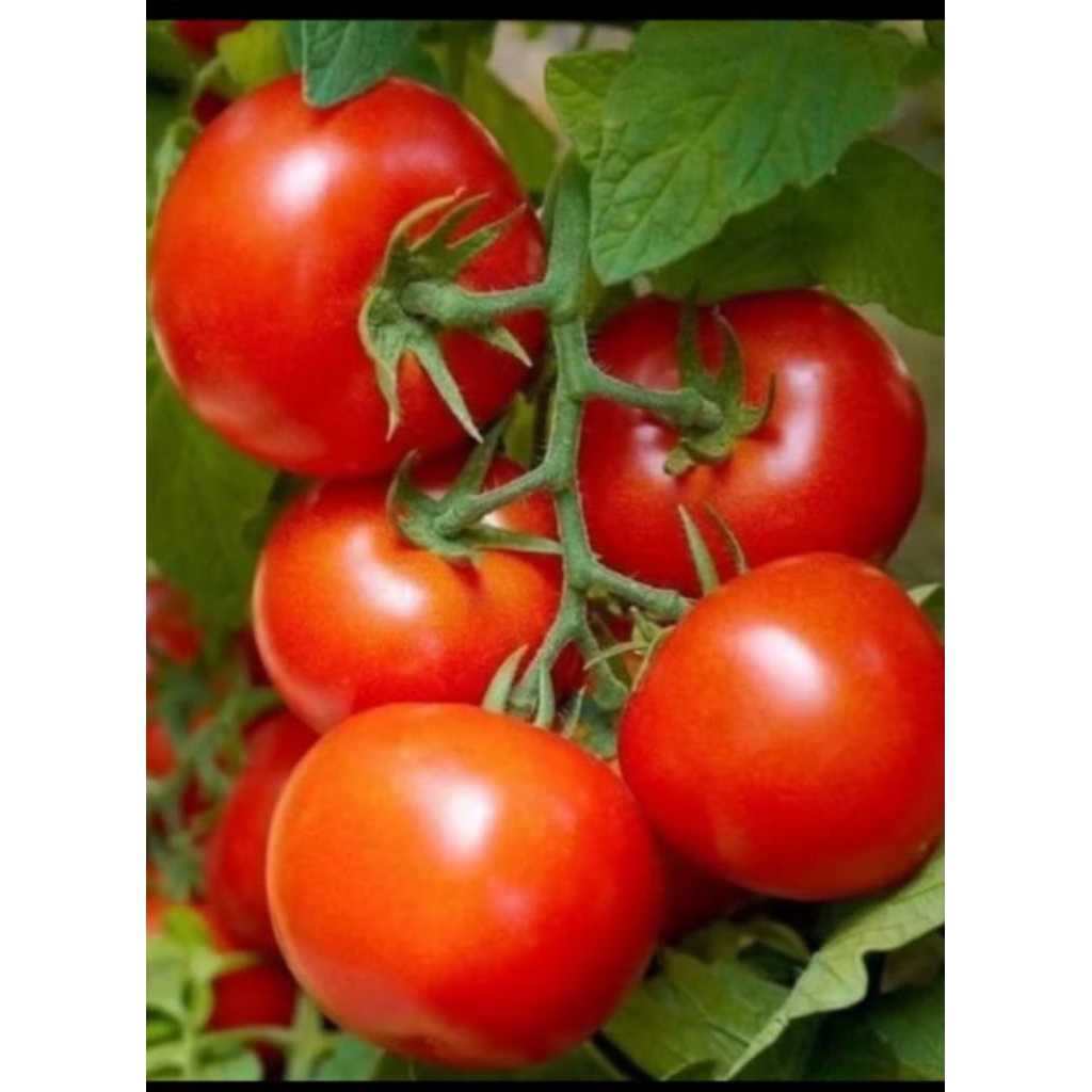 BIJI BENIH TOMAT HIBRIDA UNGGUL ISI 360