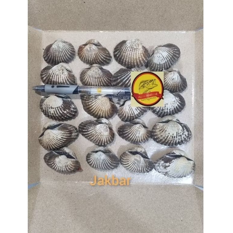 Kerang Dara Super / Kerang dara frozen @1kg