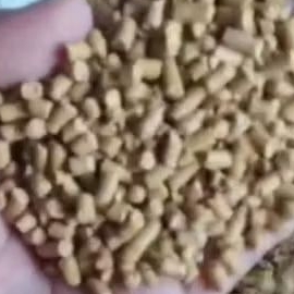 pakan ayam bangkok 592