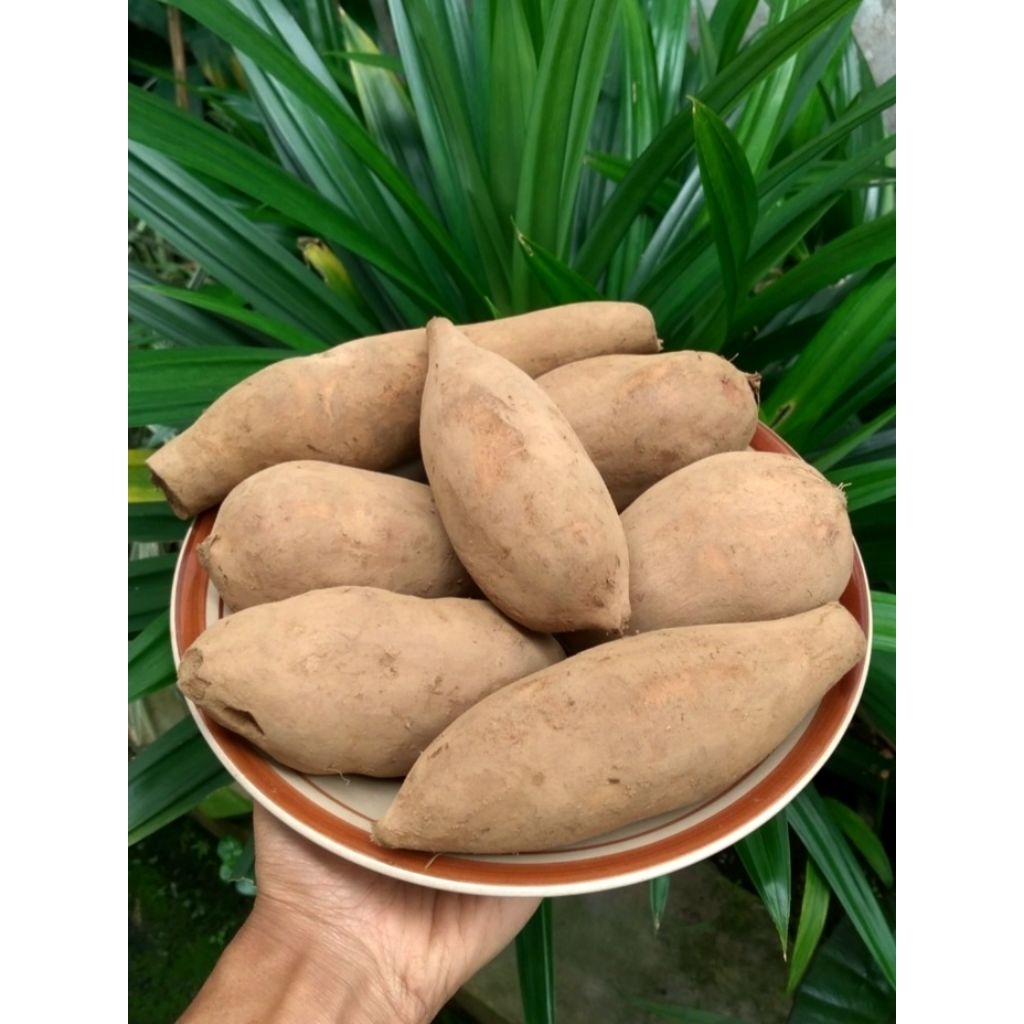 Ubi Umbi Yakon Yacon Yacona Wonosobo Asli GRADE B (Sedang)