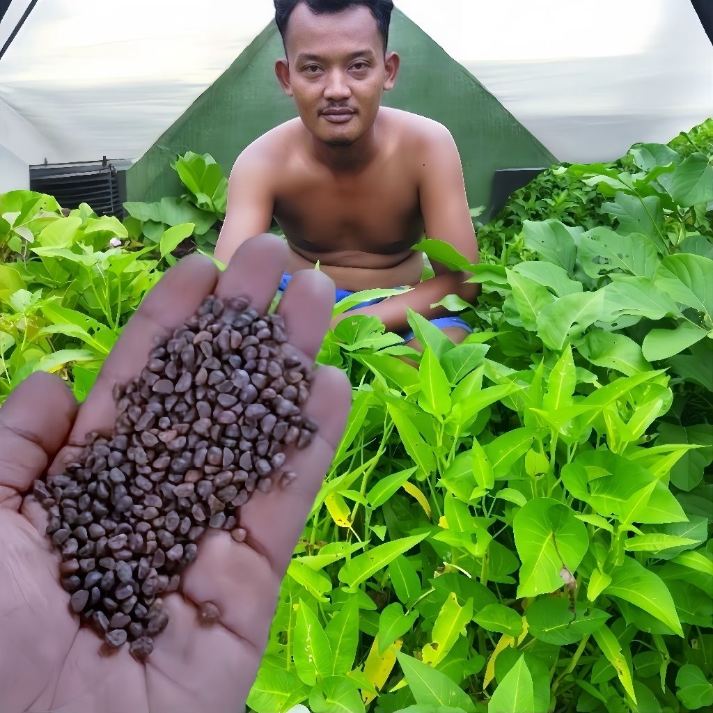 Benih Kangkung Super Unggul  Bibit Sayuran Pilihan Bibit Kangkung Super