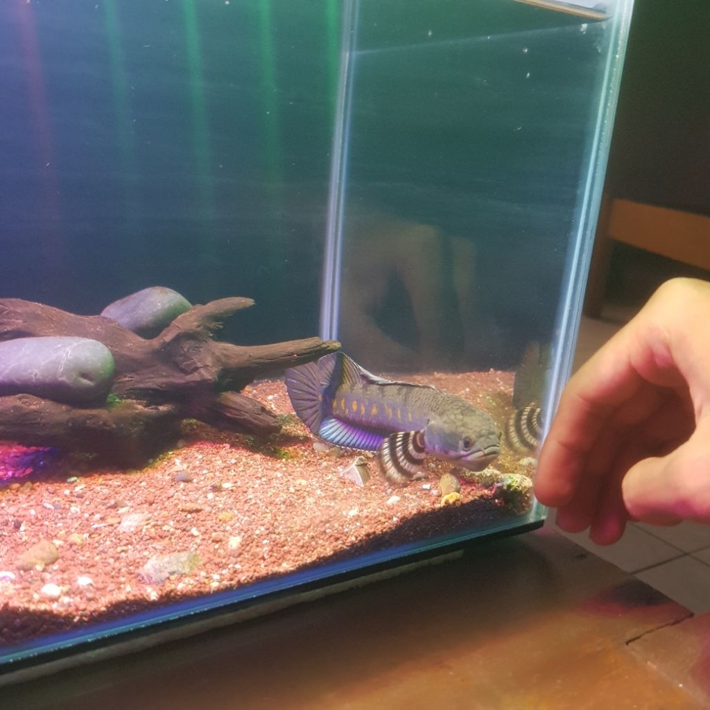 Ikan Channa Blue Pulchra 15-17cm, Mental Gacor