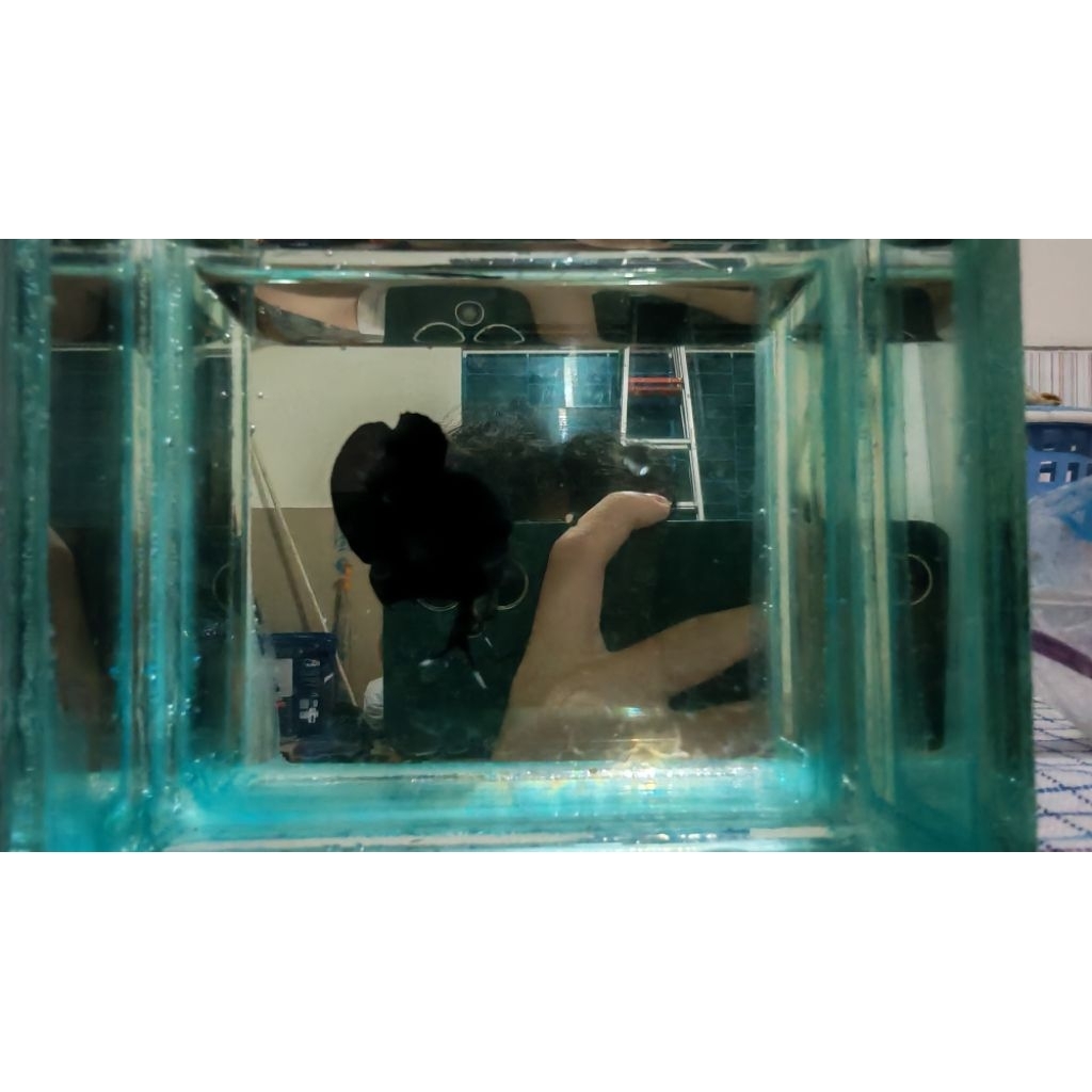 Cupang Plakat Super Black Edition