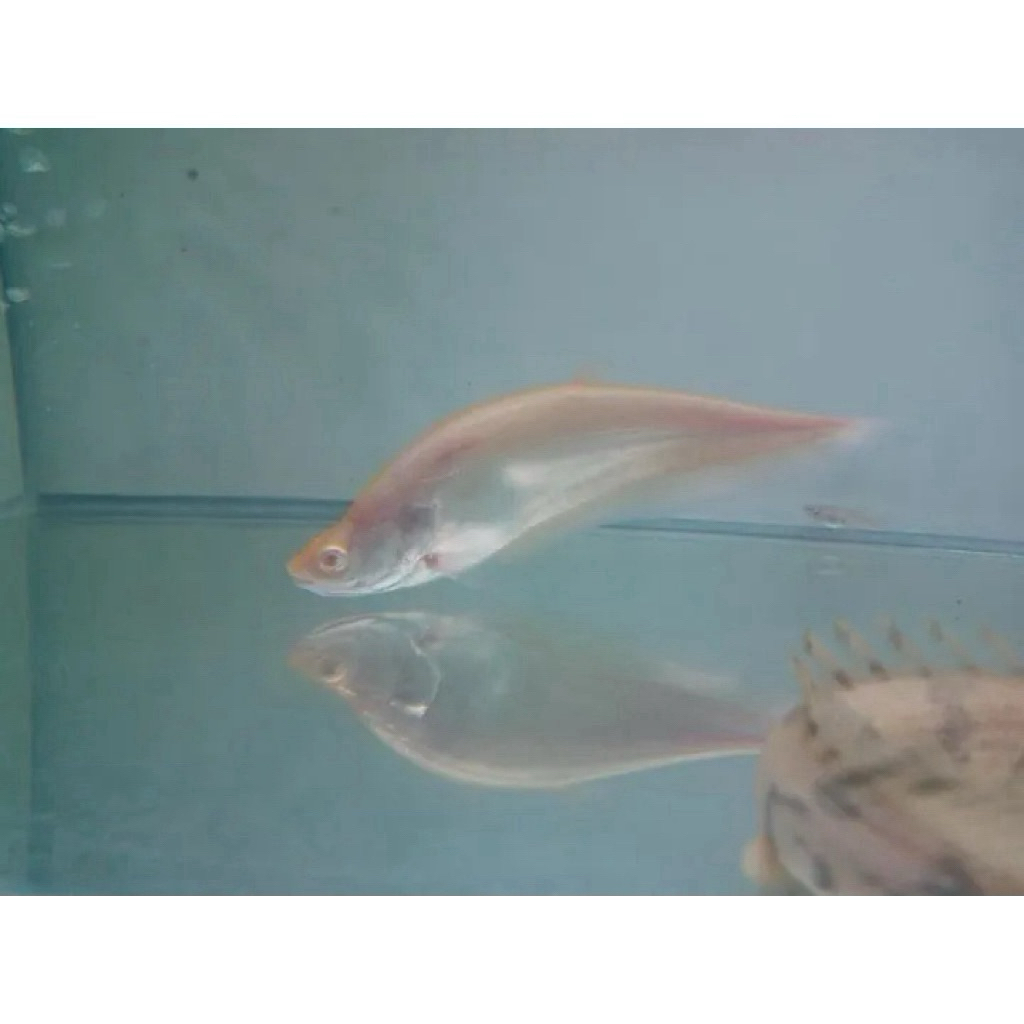 Belida Albino / belida 14-15cm