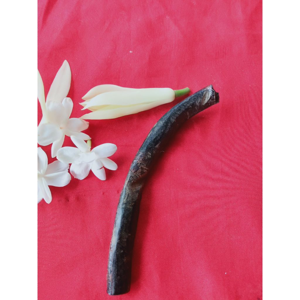akar Bahar asli besar
