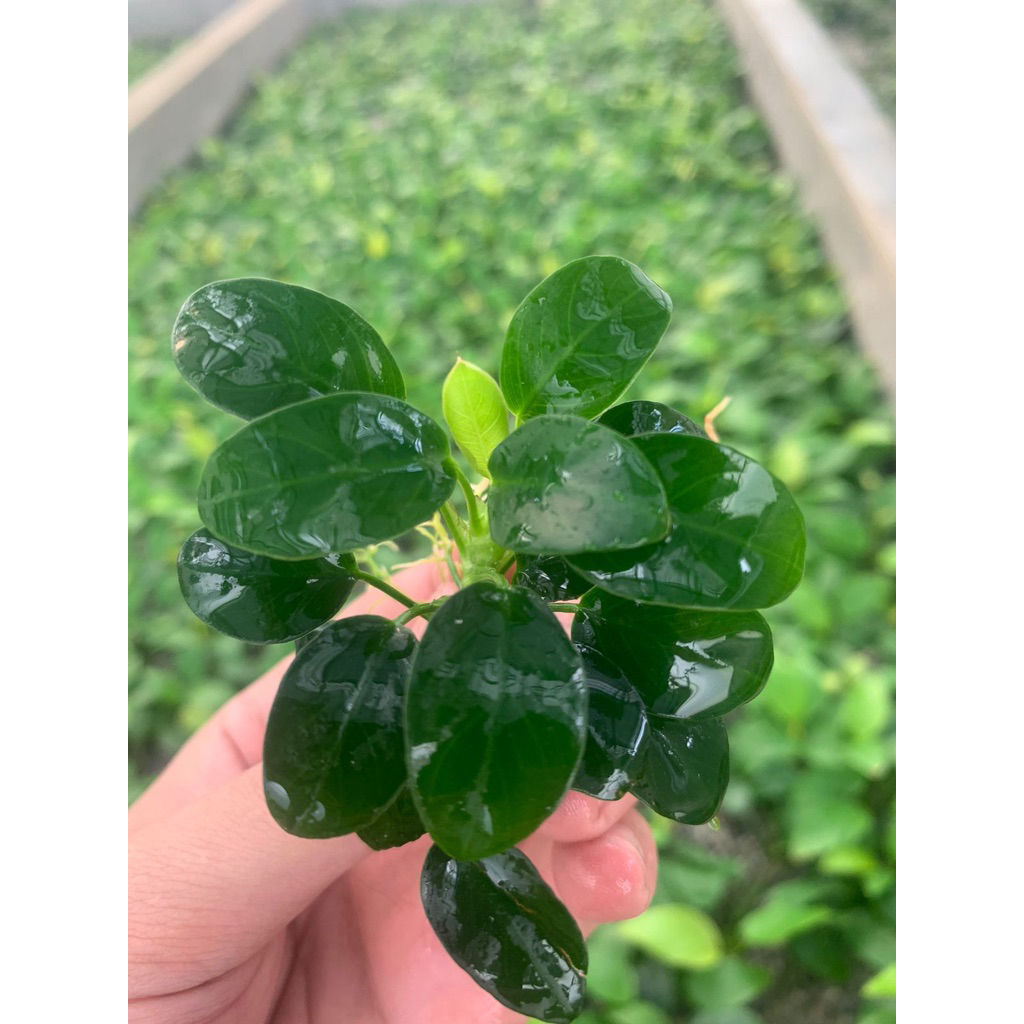 Anubias petit M