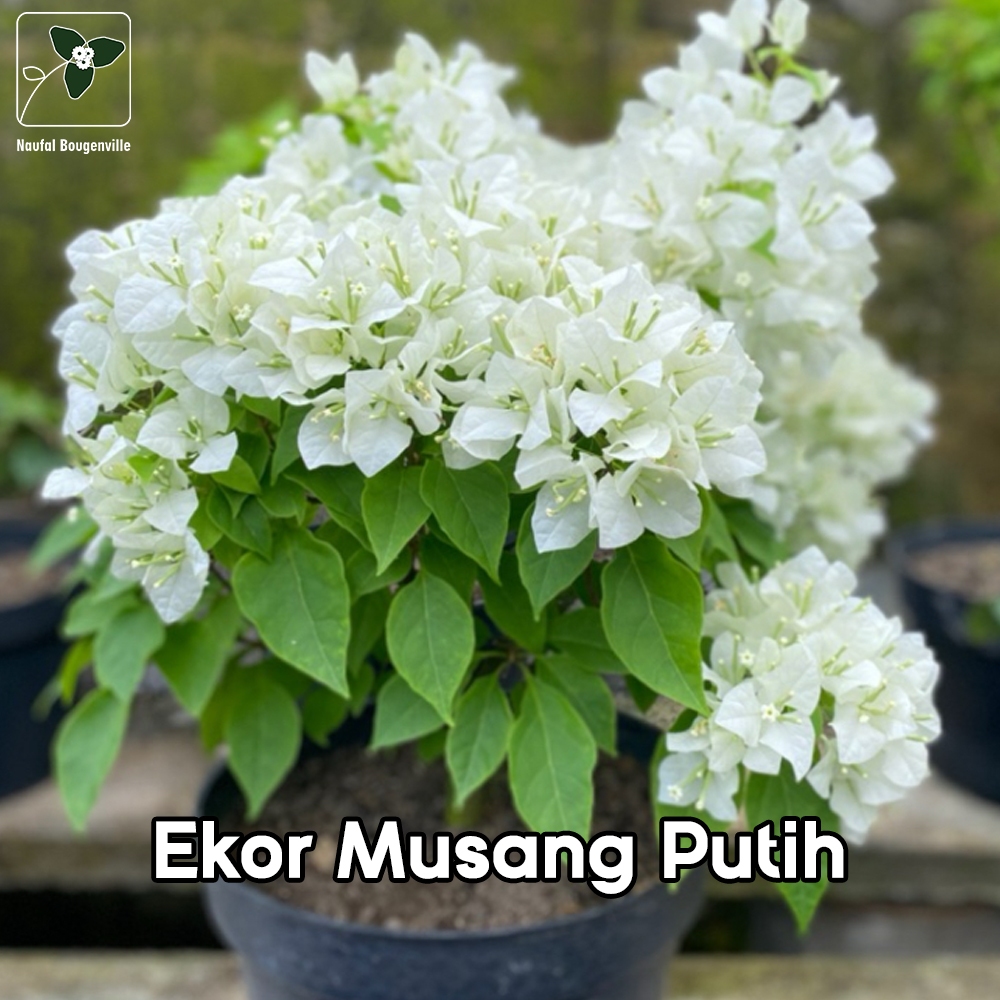 Bougenville ekor musang putih