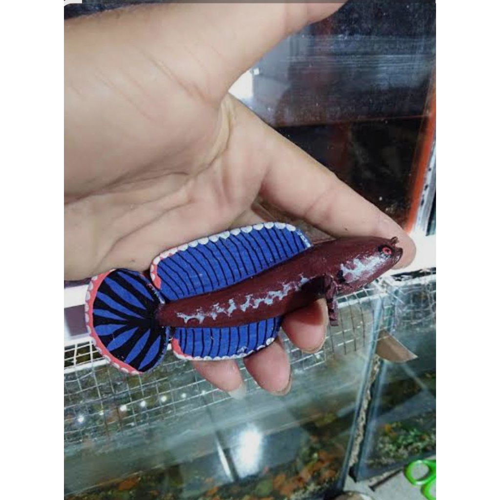 chana_andrao_gondrong