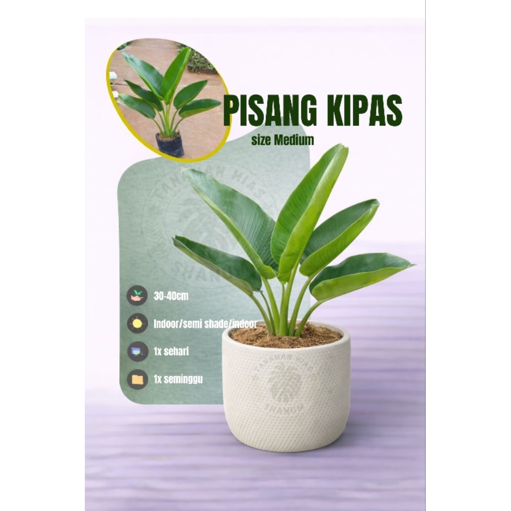 PROMO Tanaman hias indoor pisang kipas - pohon pisang kipas - pisang kipas - bibit pohon pisang kipa