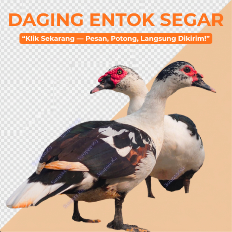 Daging Entok Segar Potong Dadakan (Bukan Frozen) - 1 Ekor Utuh Halal