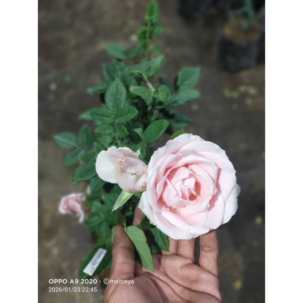 mawar ping salmon bunga besar batang besar indukan super