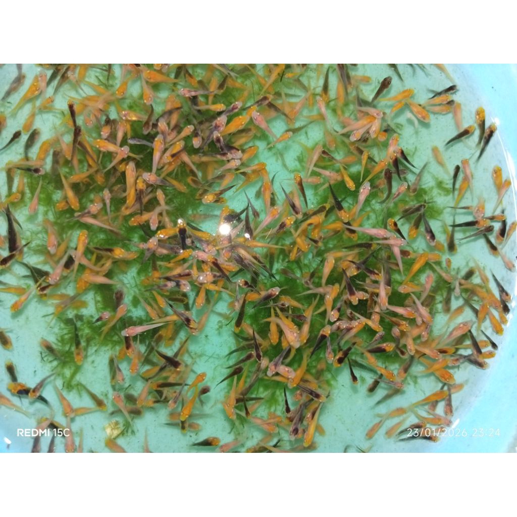 Burayak/Larva Ikan Koi Rp.29.000 isi 100 ekor. ikan mati bergaransi