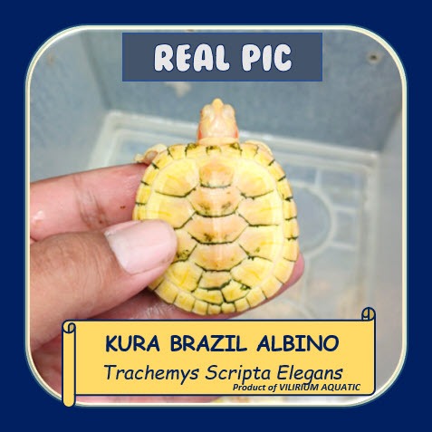 KURA KURA AIR - KURA BRAZIL ALBINO / ALBINO RED EAR TURTLE (TURTLE)