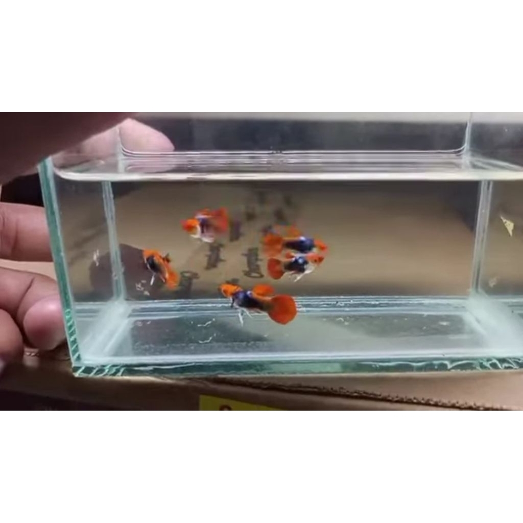 GUPPY TUXEDO KOI SEPASANG