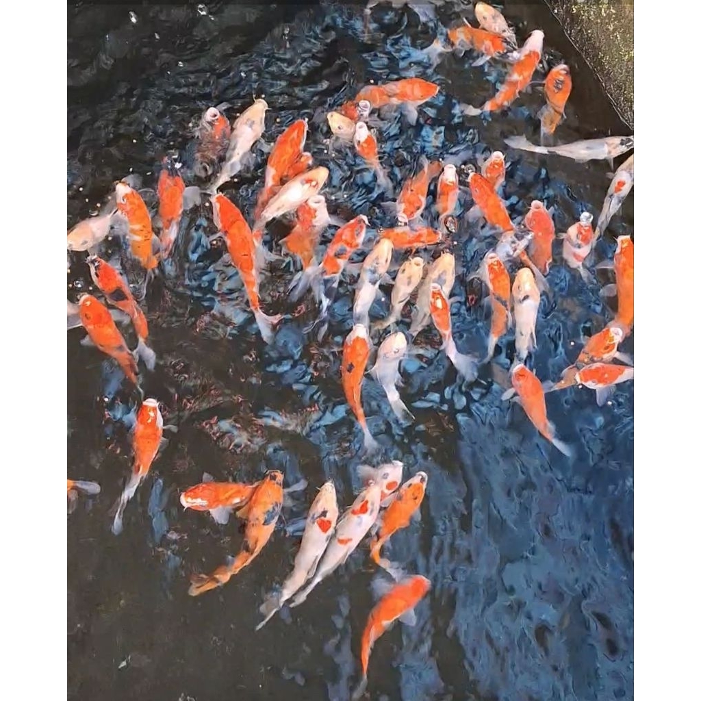 ikan hias/ikan koi kohaku/koi siro/koi sanke/koi soa