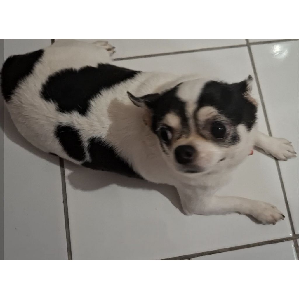 Dijual anjing cihuahua betina