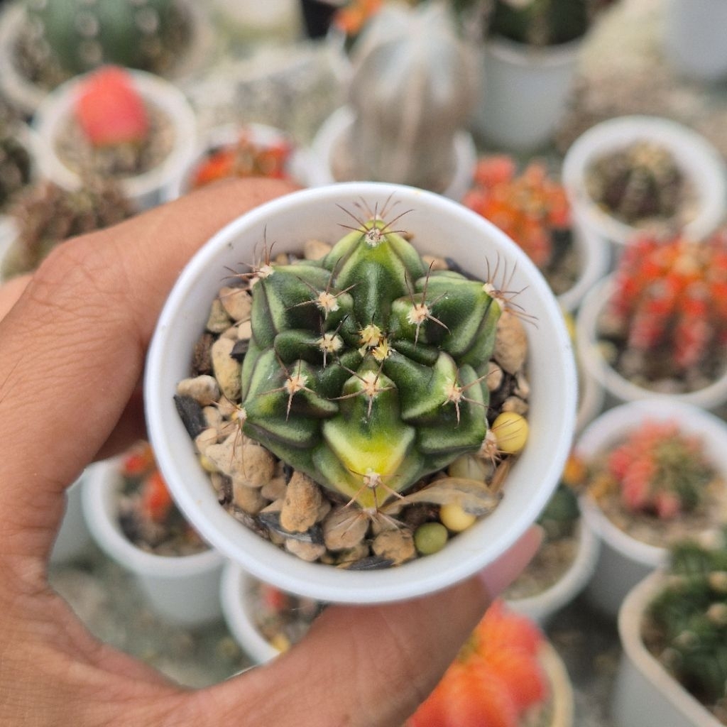 [Real Pict] Kaktus Variegata Gymnocalycium Mihanovichii ID Rootbeer Koleksi Ciamik
