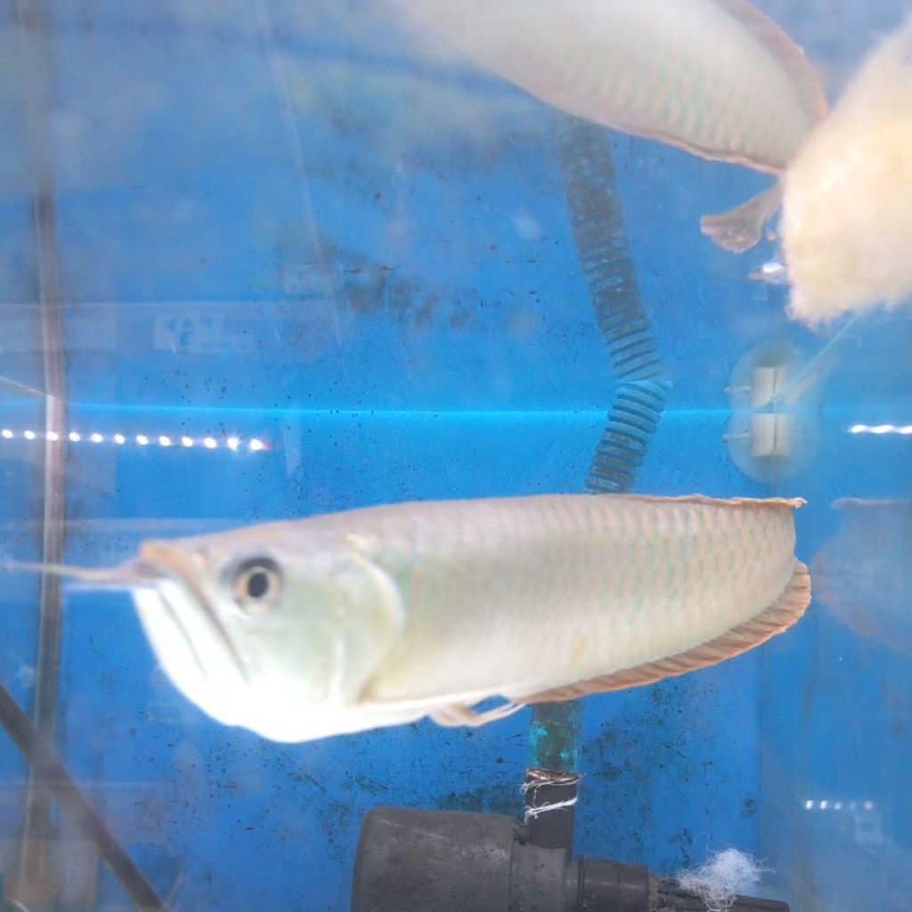 stiker arwana silver 30cm