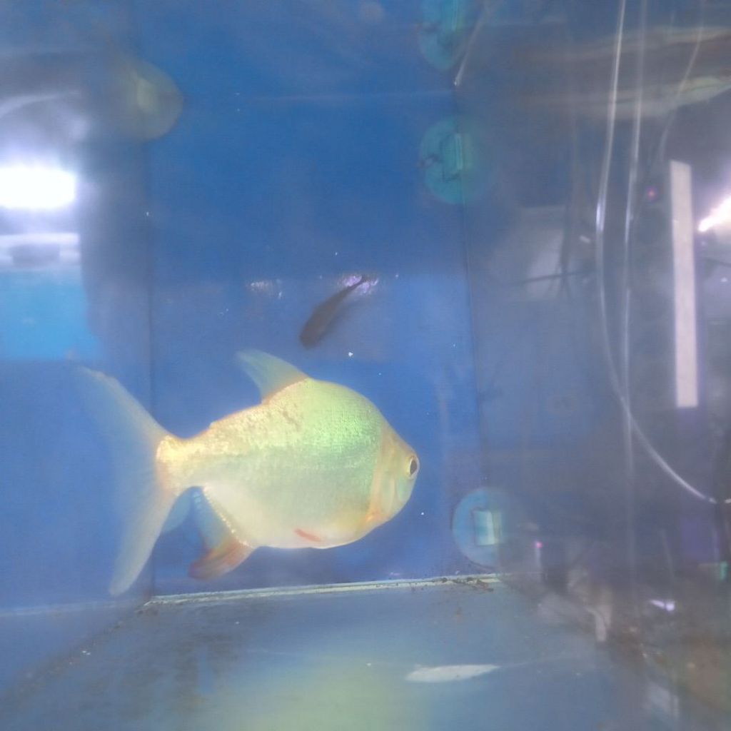 Pacu Albino Ukuran Sedang