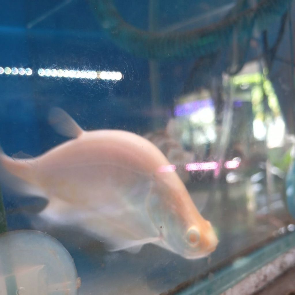 Belida Albino Ikan Hias ukuran Medium