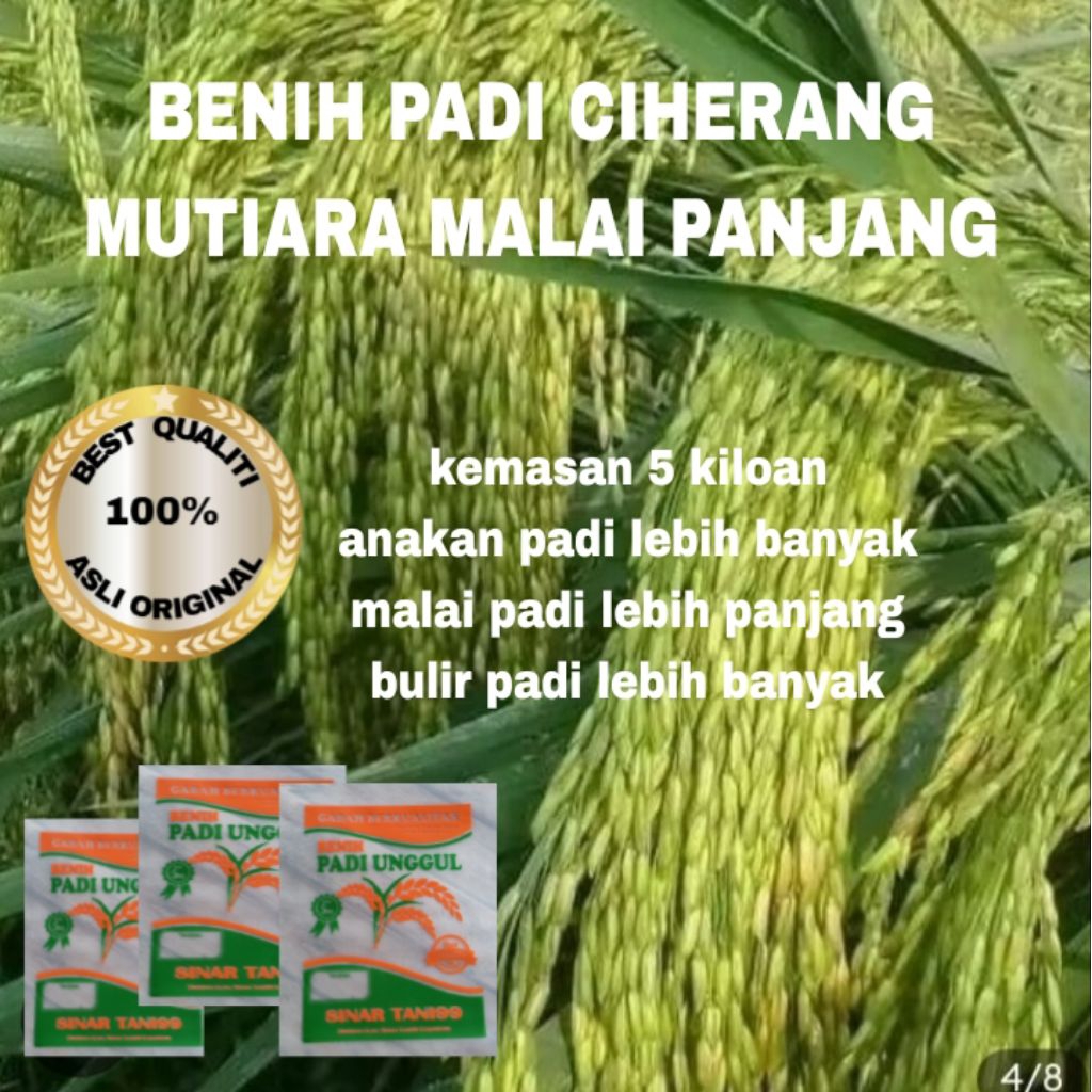 BENIH PADI CIHERANG MUTIARA MALAI PANJANG BERKUALITAS KEMASAN 5 kiloan