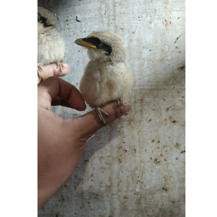 Burung pentet anak Jawa timur pilihan jantan