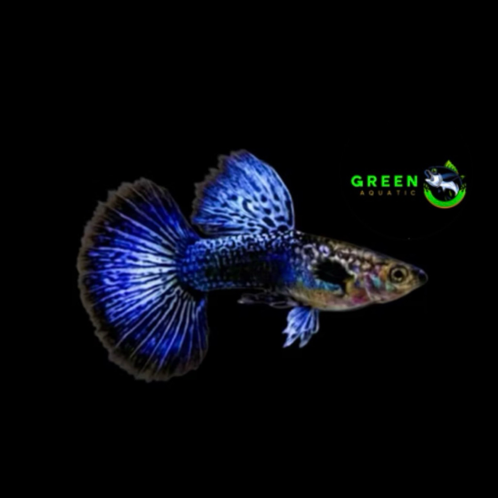 HIASAN AQUARIUM GUPPY PURPLE DRAGON