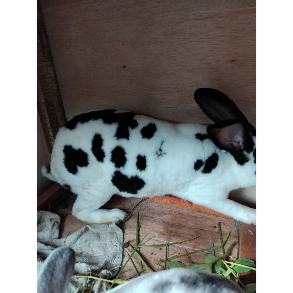 kelinci rex dewasa usia 6bulan up