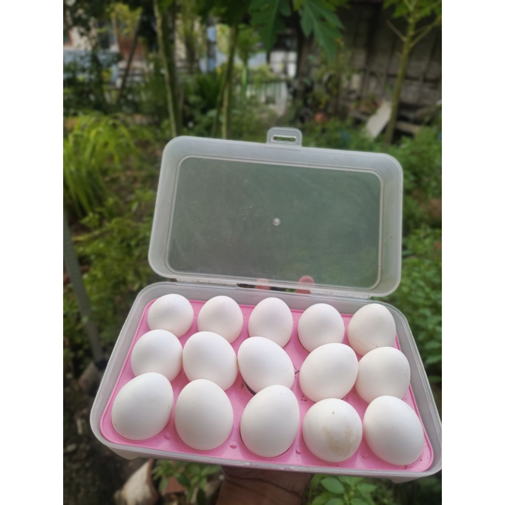 Telur fertil ayam white leghorn