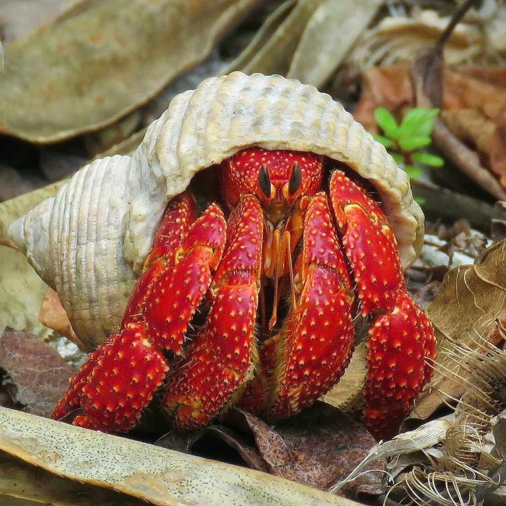 Kelomang Coenobita Perlatus Berbagai Ukuran