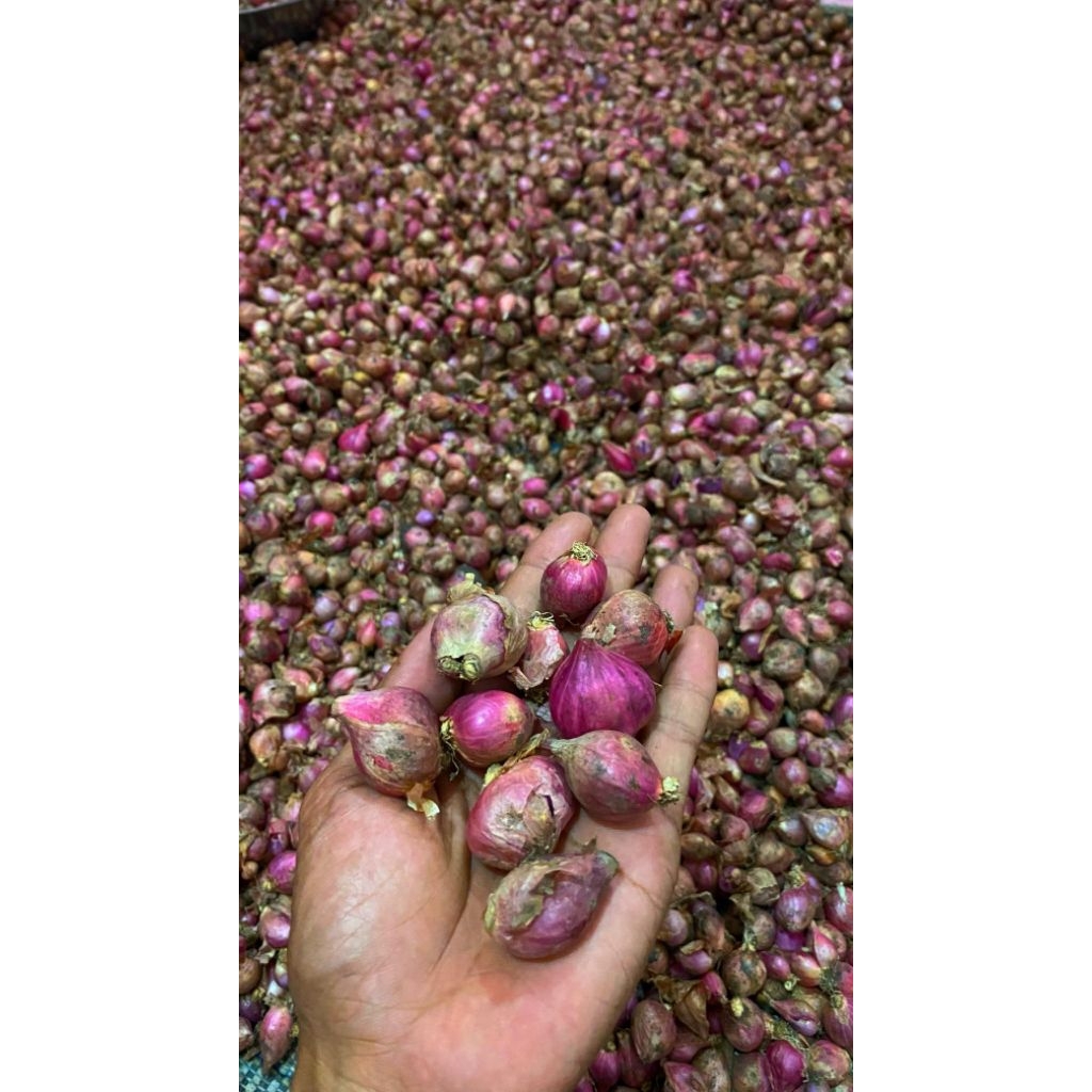 Bawang merah 1kg ukuran random jenis lokal jawa timur.