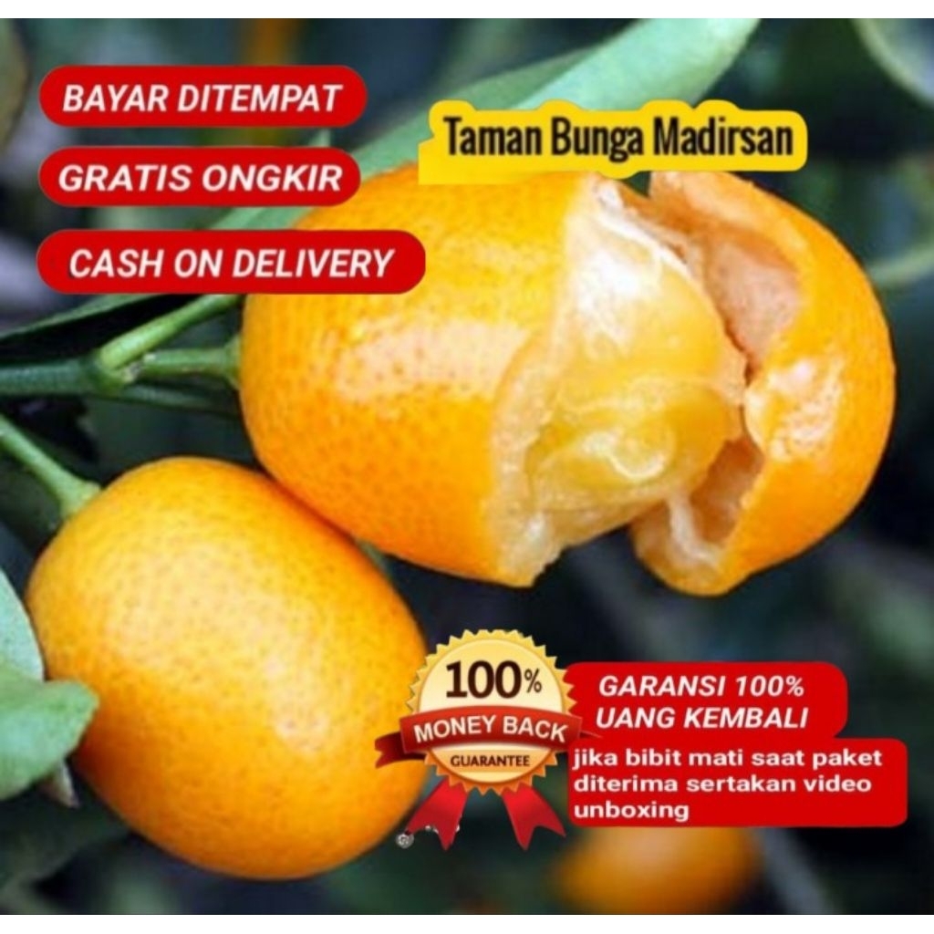 Bibit Jeruk Kimkit Sudah Berbuah