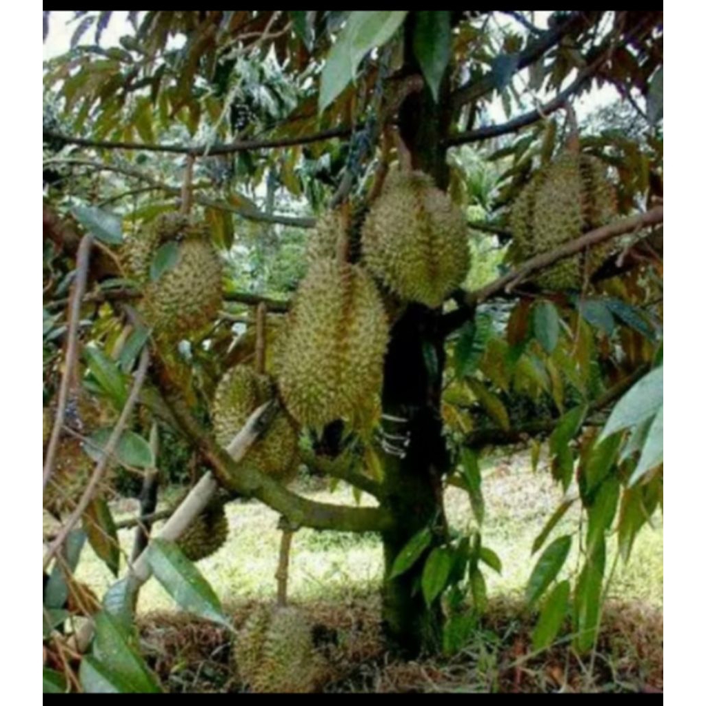 Entres duren,bawor,musangking,duri hitam.