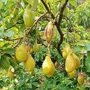 Entres alpukat yellow vietnam 5 mata tunas