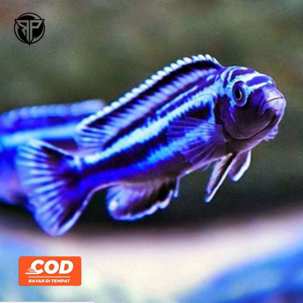 CICHLID Juanni  Johanni Ikan Hias Aquascape Aquarium Minimalis
