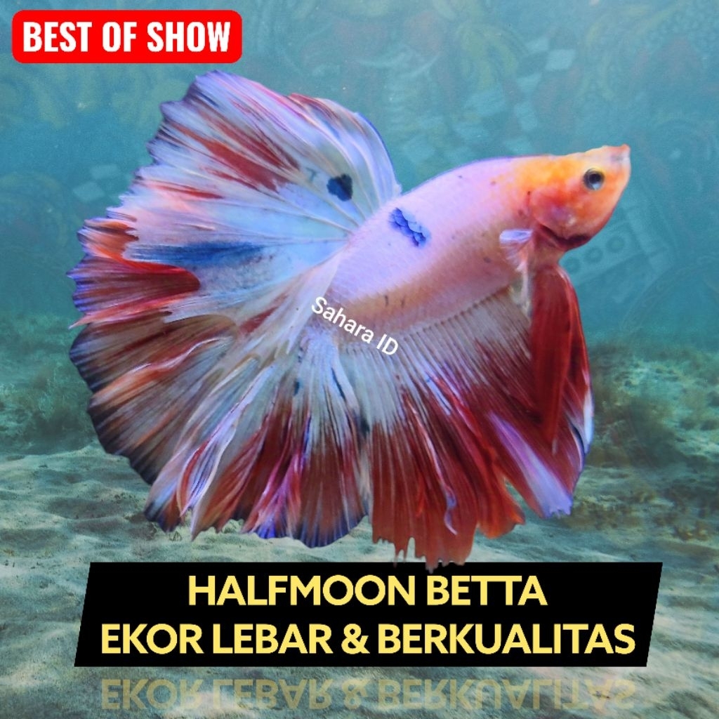 BEST SELLER  CUPANG HALFMOON EKOR LEBAR SIZE S+/S++ | SIAP MASUK RAWATAN | HIASAN AKUARIUM | CUPANG 