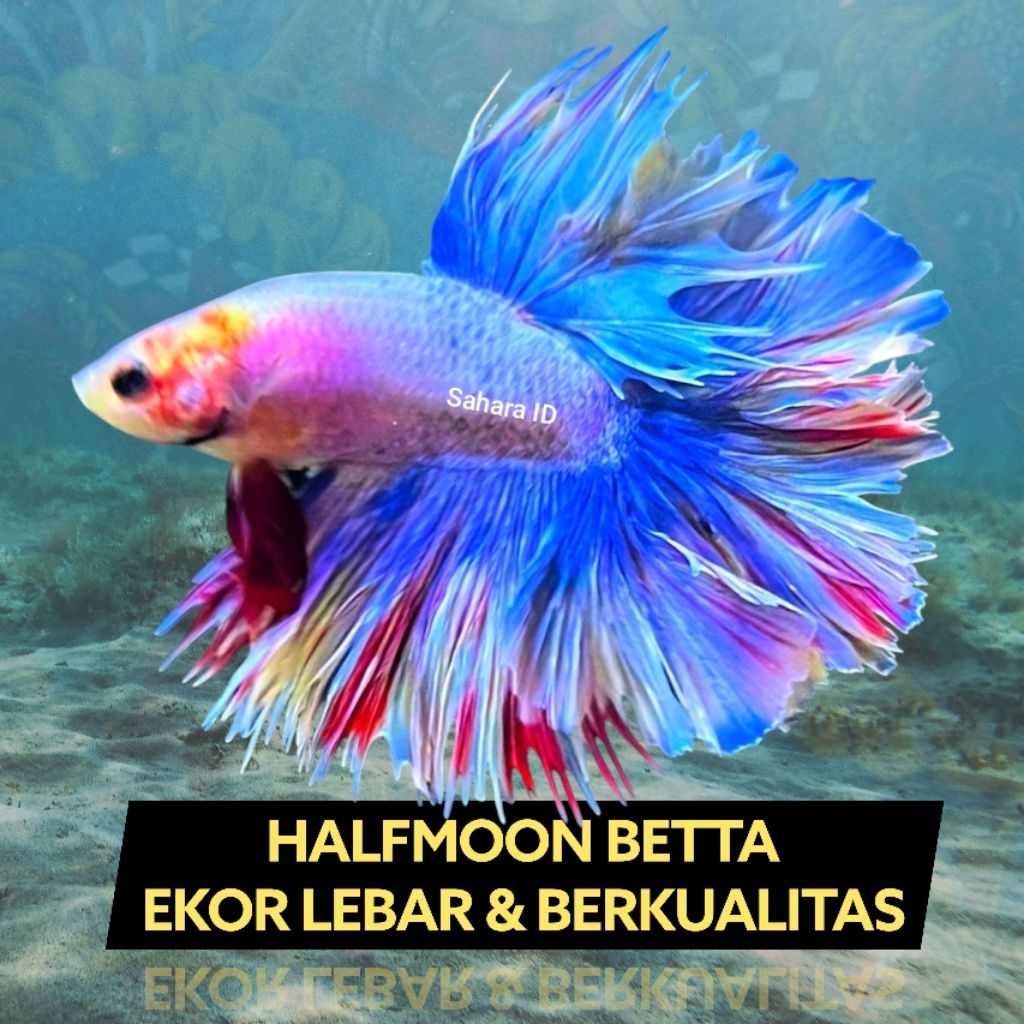 CUPANG HALFMOON SIZE S+/S++ USIA 3 BULAN | EKOR LEBAR | CUPANG EKOR LEBAR | CUPANG HALFMOON | CUPANG