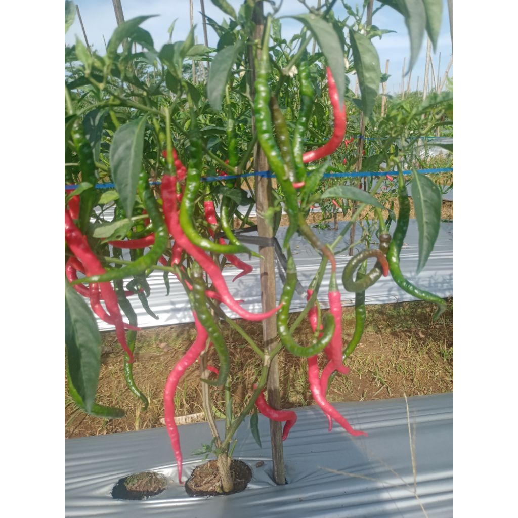 cabe merah keriting 1kg