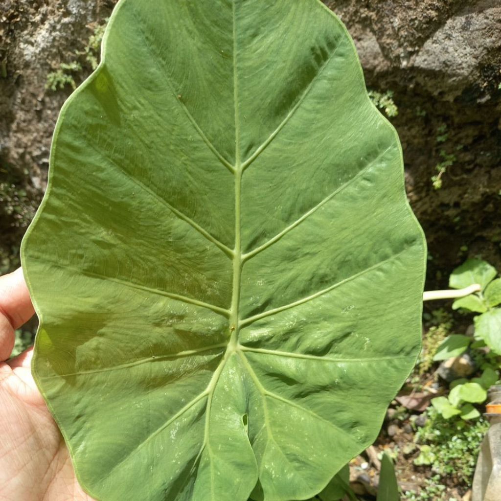 lompong kubis/lompong bote/daun talas muda