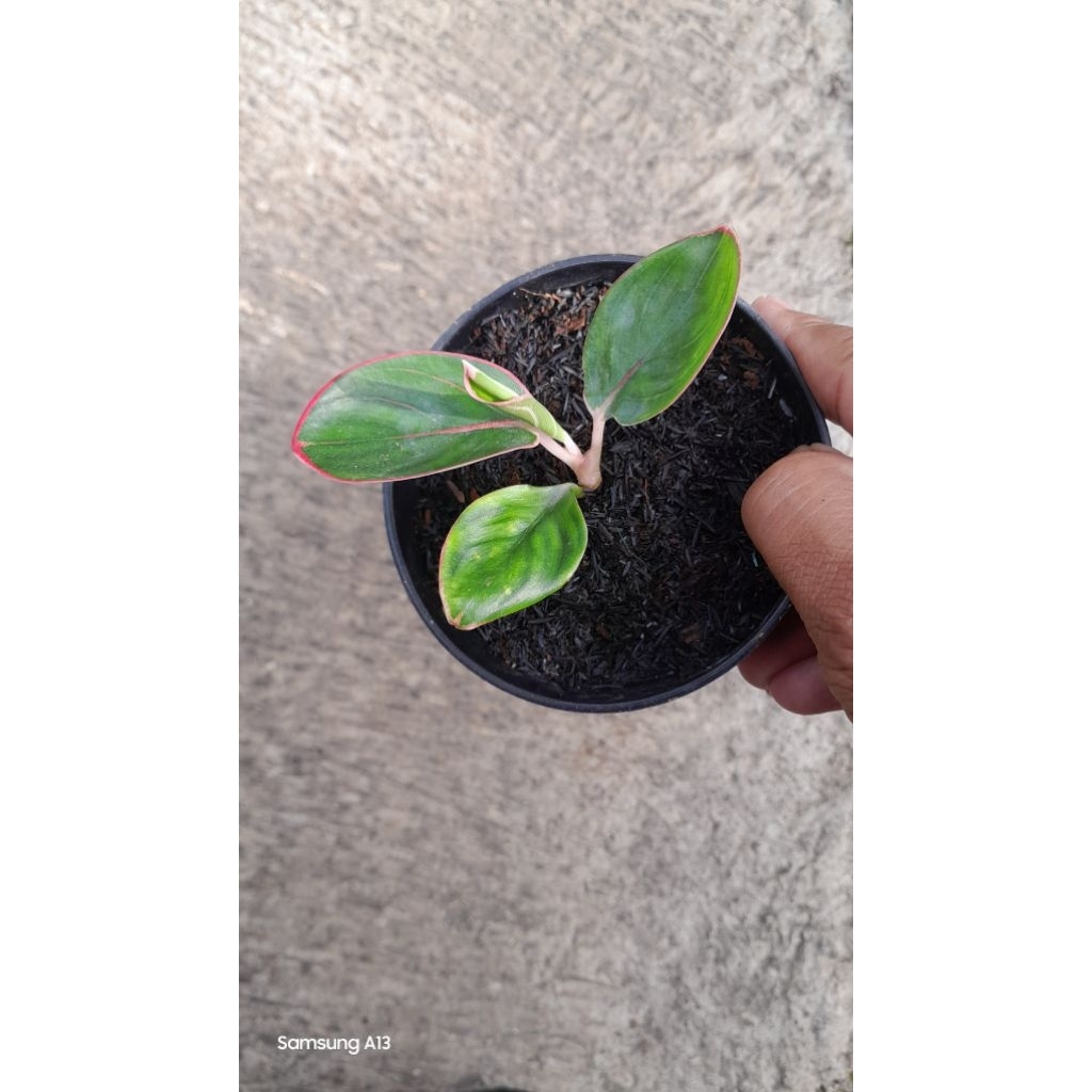 Aglonema KANZA (Baby Daun 3+) (2)