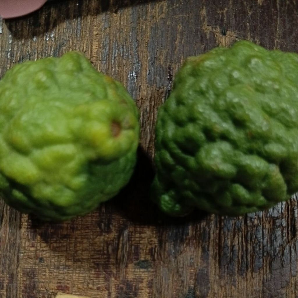 jeruk purut jantan dan betina