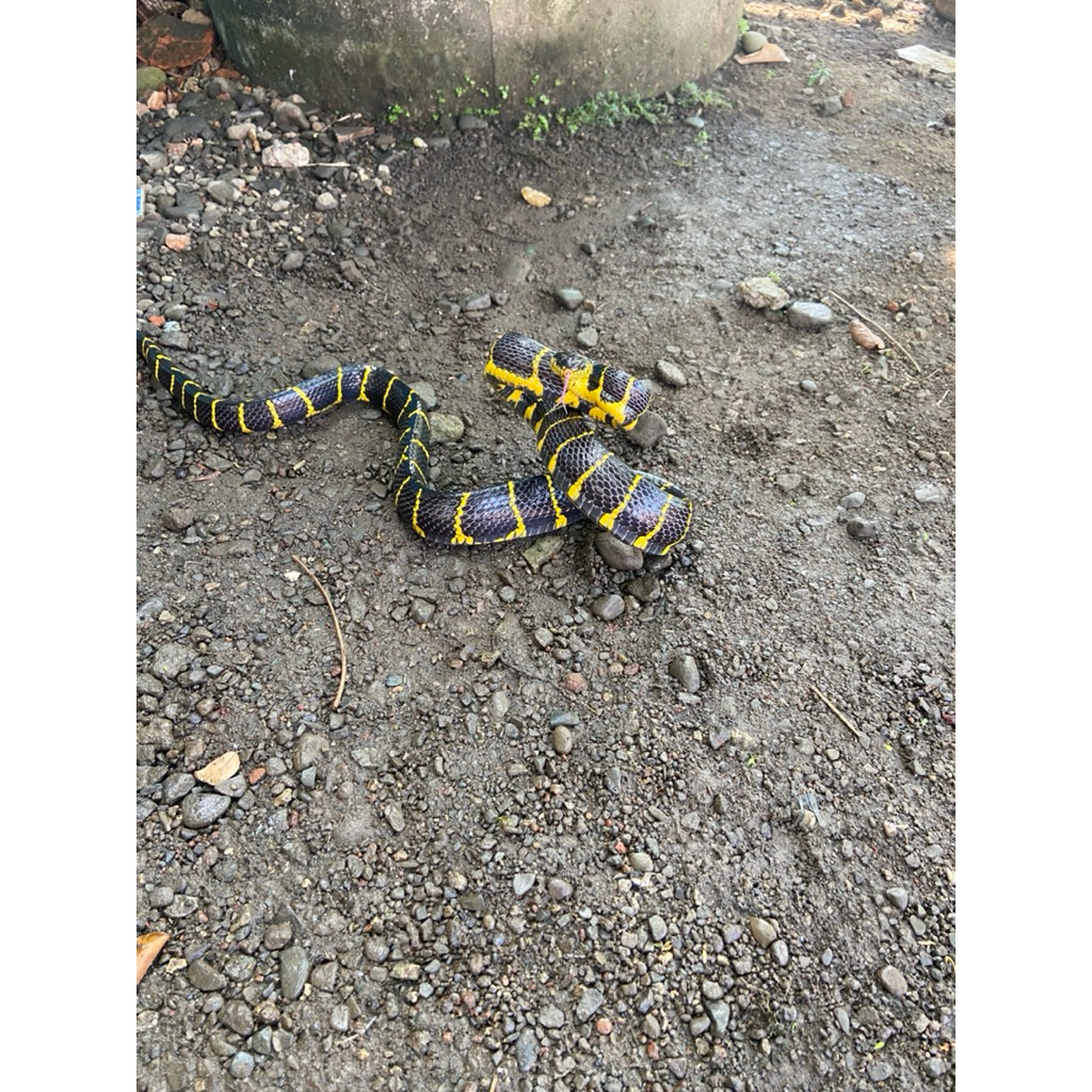 Boiga Emas/Perak Display Aquarium Eksotis