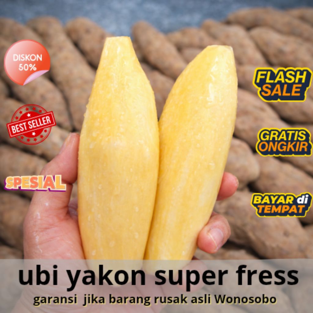 Ubi Yakon 1kg isi 6-10 - Ubi Yakon Yakon manis renyah siap konsumsi