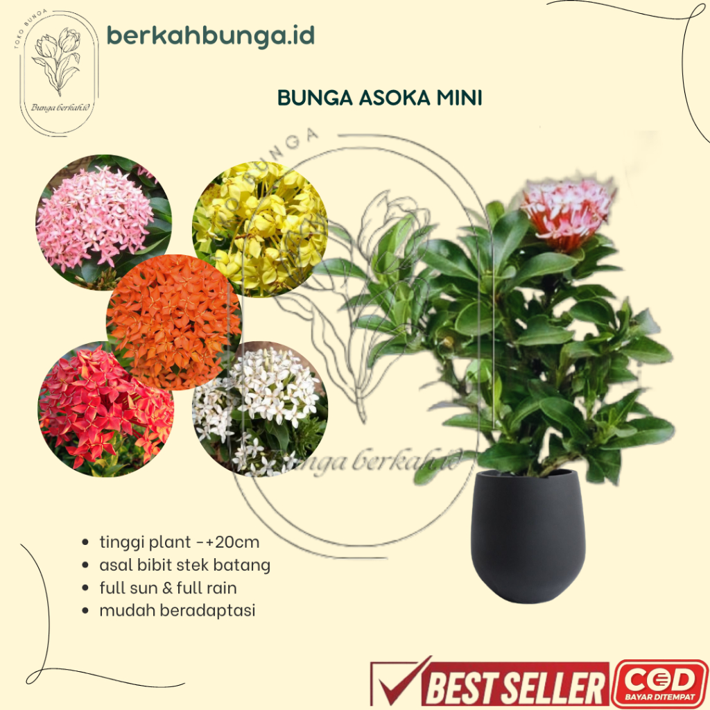 Tanaman Hias Bunga Asoka Mini - Bunga Asoka mini warna warni - Rimbun Berbunga