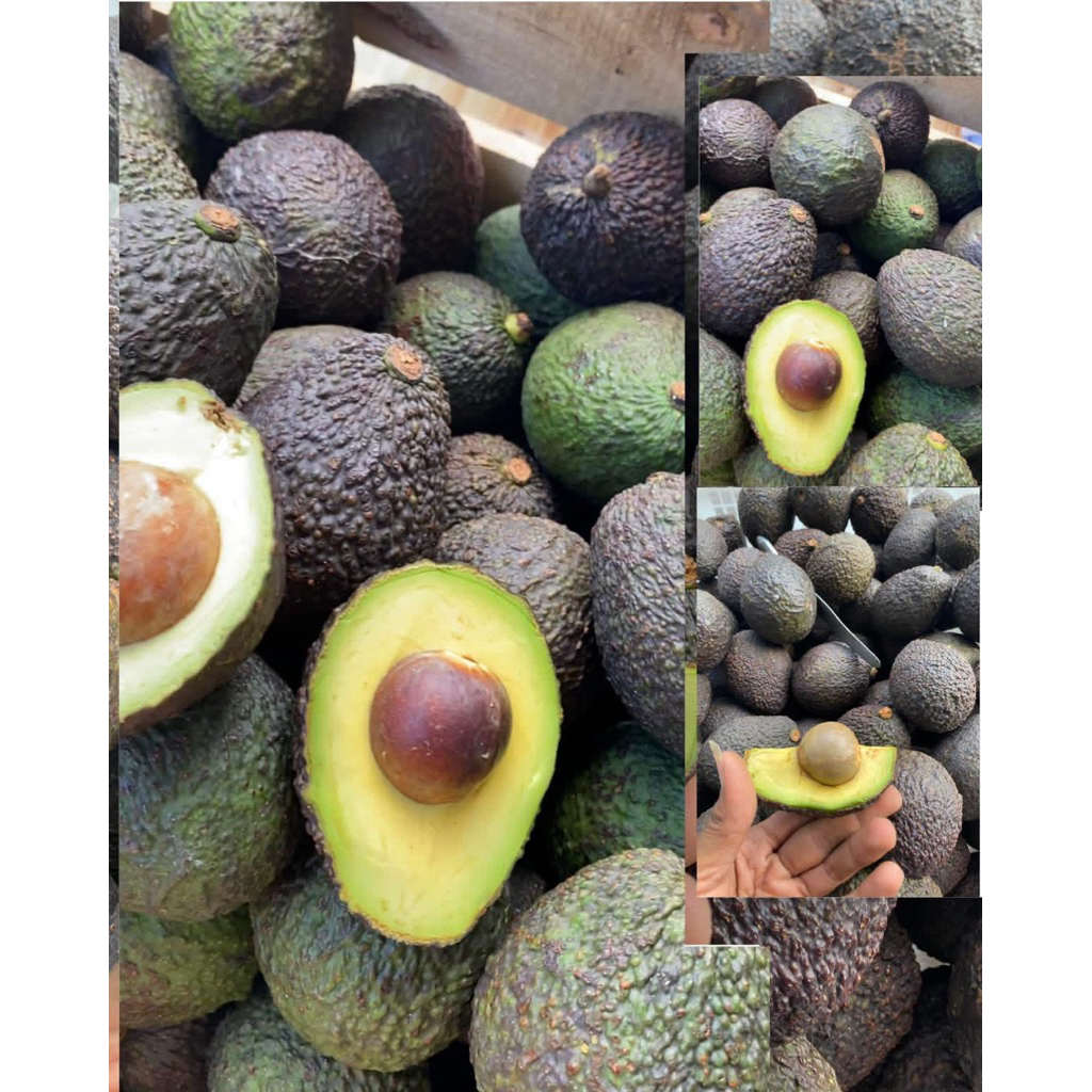 Alpukat HASS Australian Avocados 1 Kg